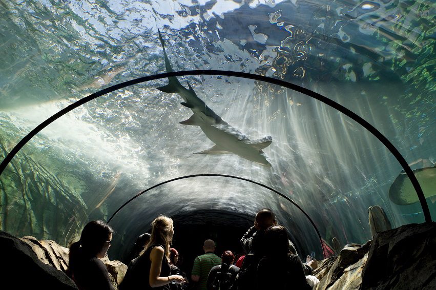 SEA LIFE Sydney Aquarium - GetAboutAble