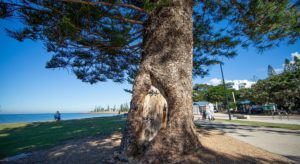 Gollum Tree Scarborough Beach Redcliffe Accessible Park Foreshore Brisbane Moreton Bay Region 300x164