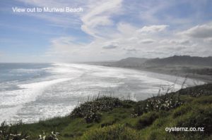 view out to muriwai beach 300x199