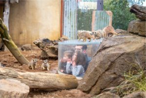 Family visiting the meerkats 300x201