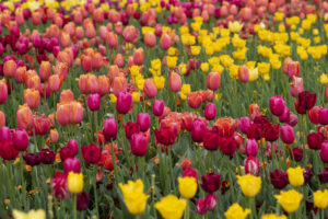 Illustrating the beautiful tulip gardens you'll admire at Floriade
